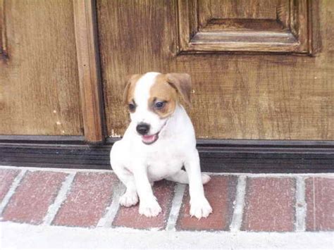 He is intact he needs a good for ever home if interested contact bean. . Jack russell puppies craigslist